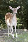 fallow deer