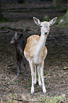 fallow deer