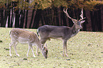 fallow deer