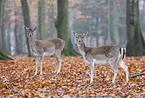 fallow deer