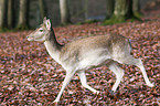 fallow deer