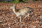 fallow deer