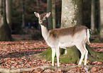 fallow deer