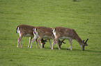 fallow deer