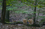 fallow deer