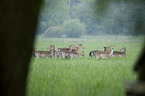 fallow deer