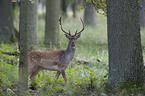 fallow deer