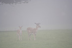 fallow deer