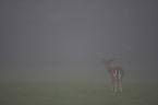 fallow deer