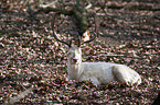 fallow deer