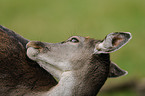 fallow deer