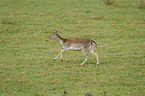 fallow deer