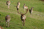 fallow deer