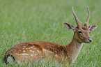 fallow deer