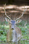 fallow deer