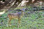 fallow deer