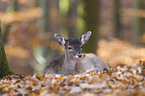 fallow deer