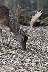 fallow deer