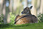 fallow deer