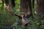fallow deer