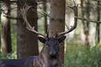 fallow deer