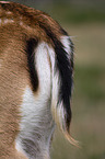 fallow deer tail