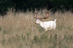 fallow deer