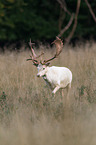 fallow deer