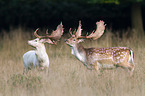 fallow deer