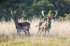 fallow deer