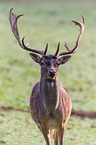 fallow deer