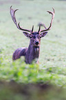 fallow deer
