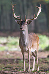 fallow deer