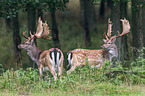 fallow deer