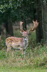 fallow deer