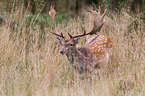 fallow deer