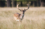 fallow deer