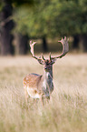 fallow deer