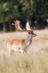 fallow deer