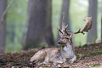 fallow deer