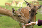 fallow deer