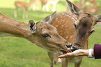 fallow deer
