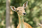 fallow deer