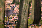 fallow deer