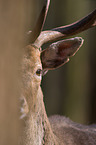 fallow deer