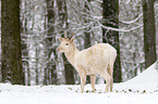 fallow deer