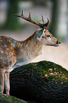 fallow deer