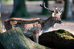 fallow deer