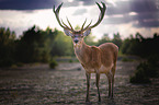 standing Fallow Deer