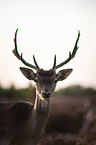 Fallow Deer portrait